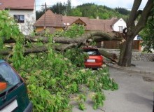 Kwikfynd Tree Cutting Services
rootyhill
