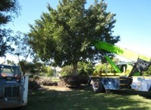 Kwikfynd Tree Management Services
rootyhill